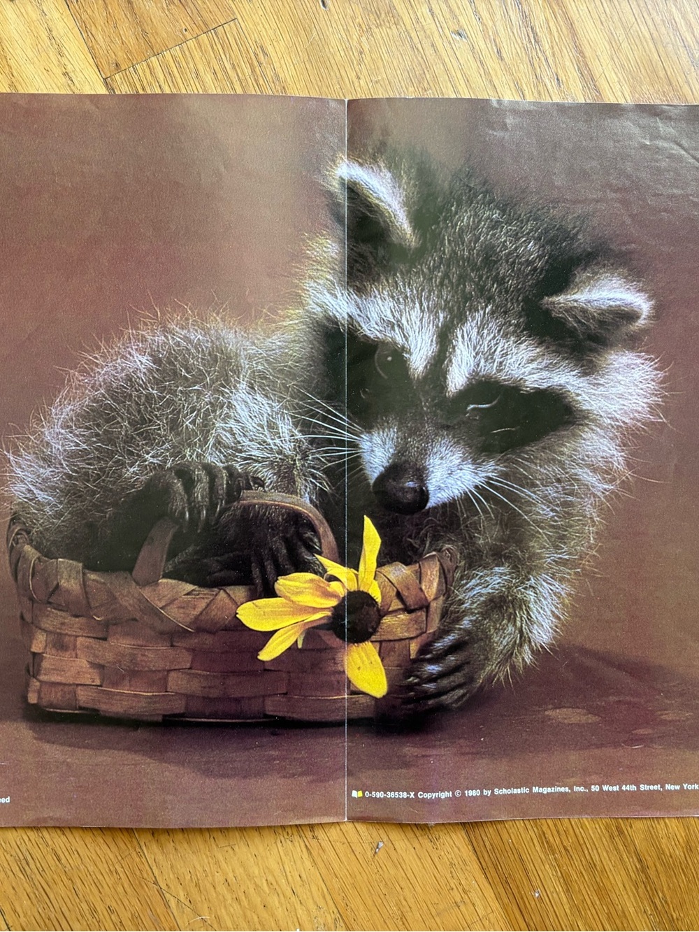 1980 vintage scholastic book fair baby raccoon poster